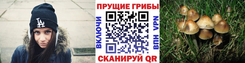 Галлюциногенные грибы Cubensis ОМГ ОМГ как зайти Яранск